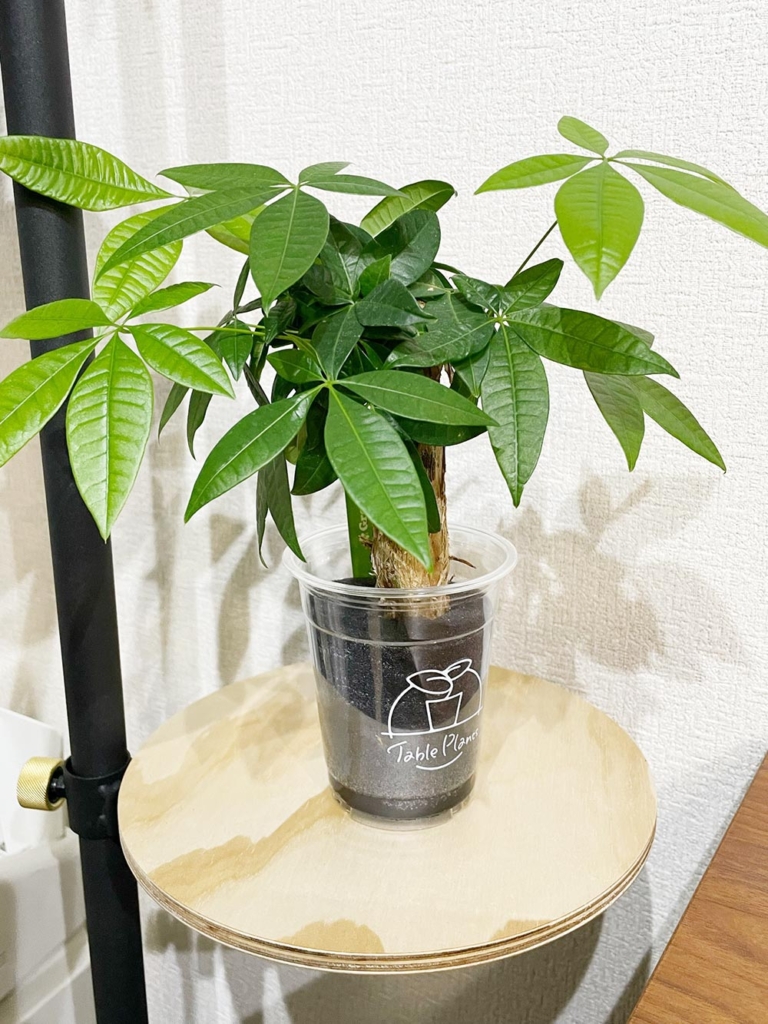 テーブルプランツの3か月後の様子