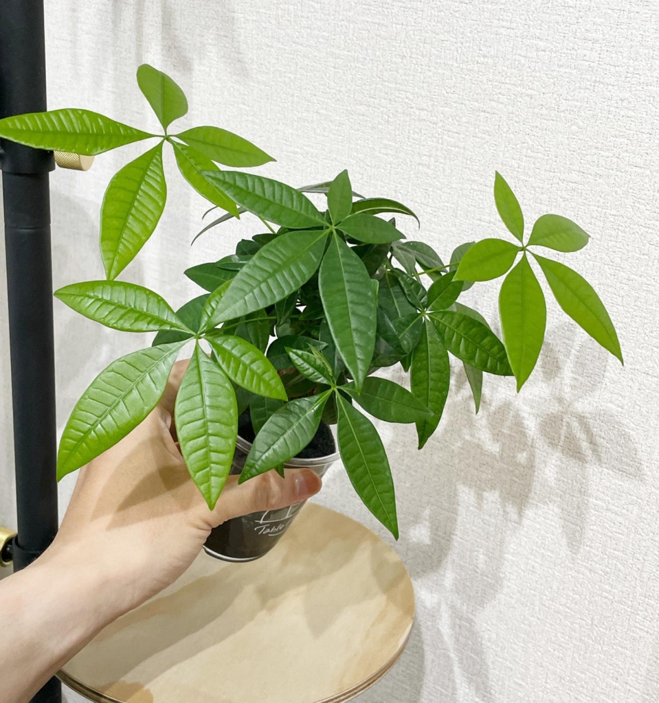 テーブルプランツの3か月後の葉っぱの様子