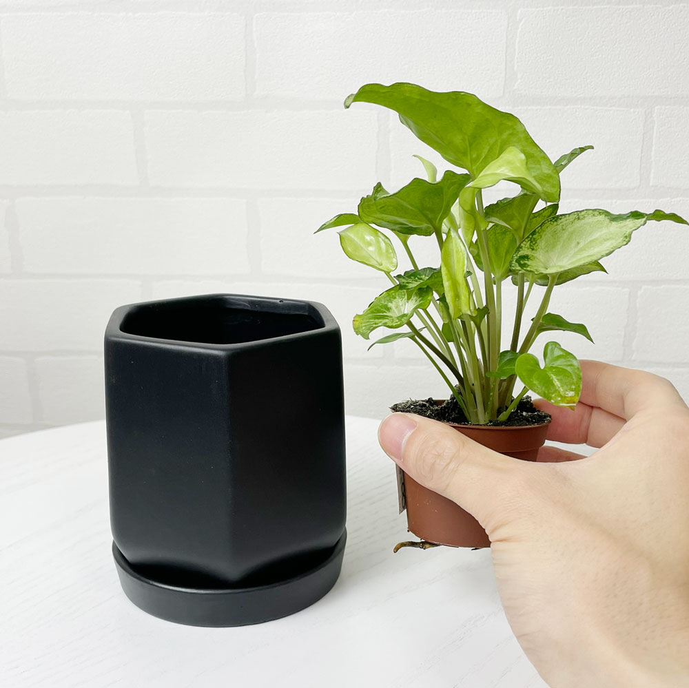 ブラック鉢の使用イメージ