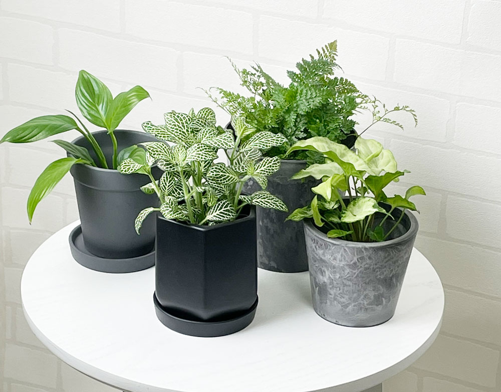 ダイソーのおしゃれ植木鉢使用例