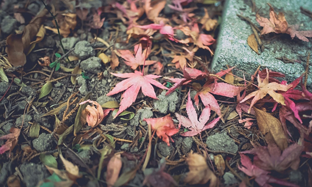 枯れ葉のイメージ写真