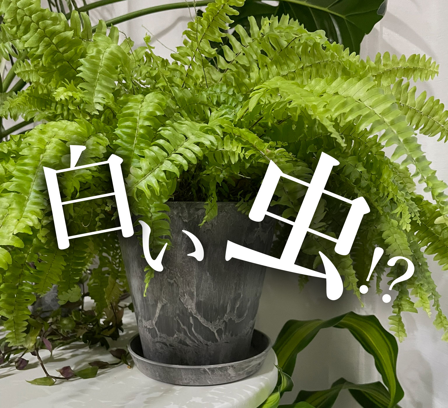 白い虫の退治法のイメージ